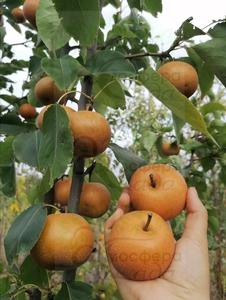 Груша азиатская Секуи 